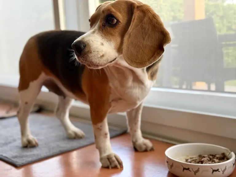 Un beagle assis à côté de sa gamelle
