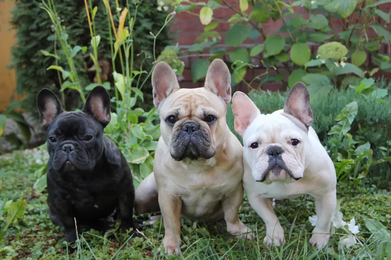 Deux bouledogues français côte à côte