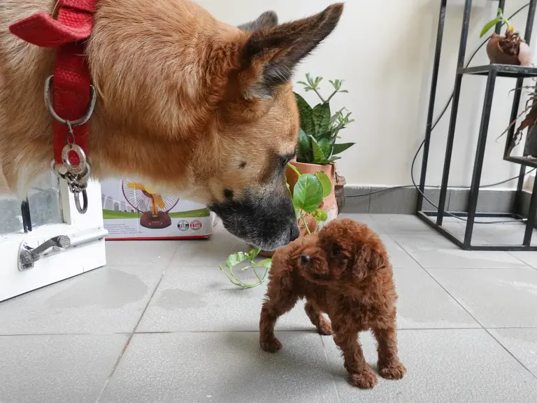 Un chien qui mange pendant qu’un chiot le regarde
