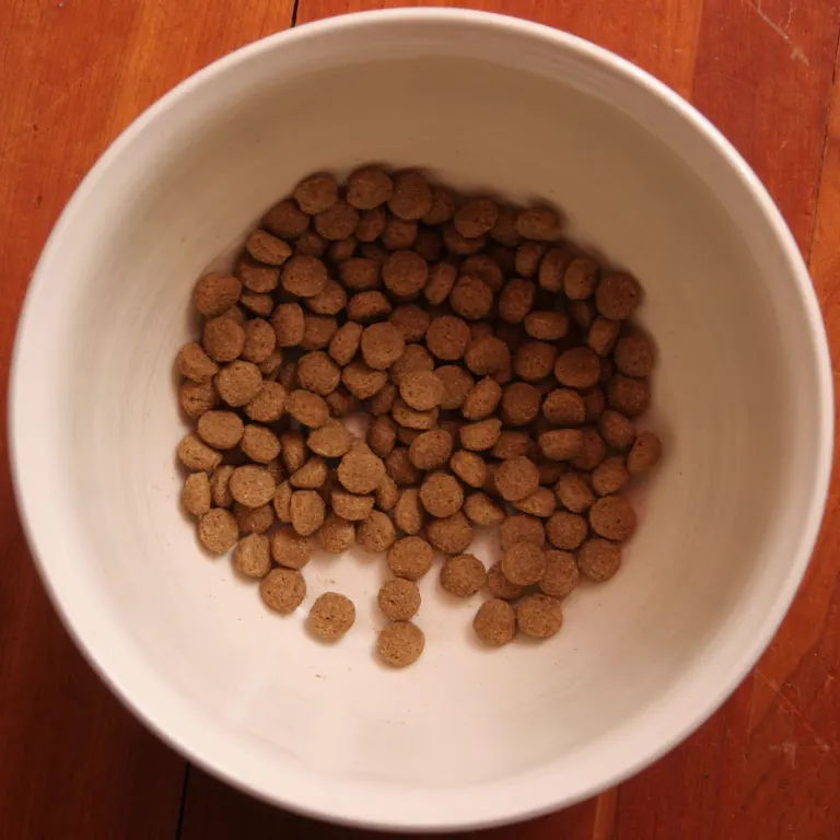 Une gamelle remplie de croquettes pour chien