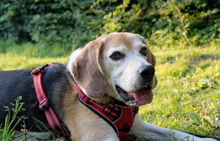 Un beagle en harnais