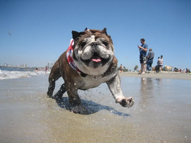Un bouledogue qui court sur la plage
