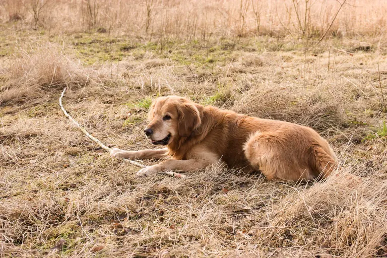 Un golden retriever actif avec un bâton