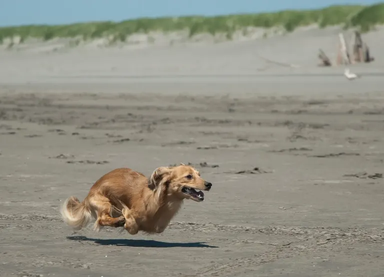 Un teckel qui court sur la plage
