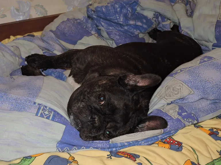 Un bouledogue calme au repos