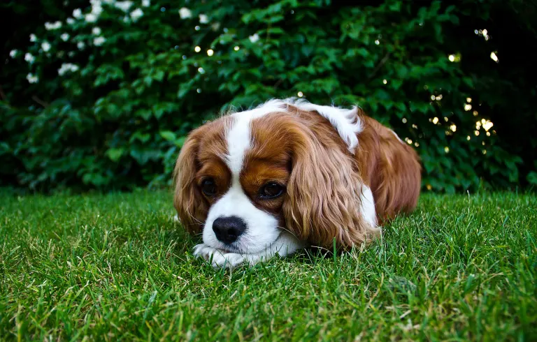 Un chien détendu couché dans l’herbe