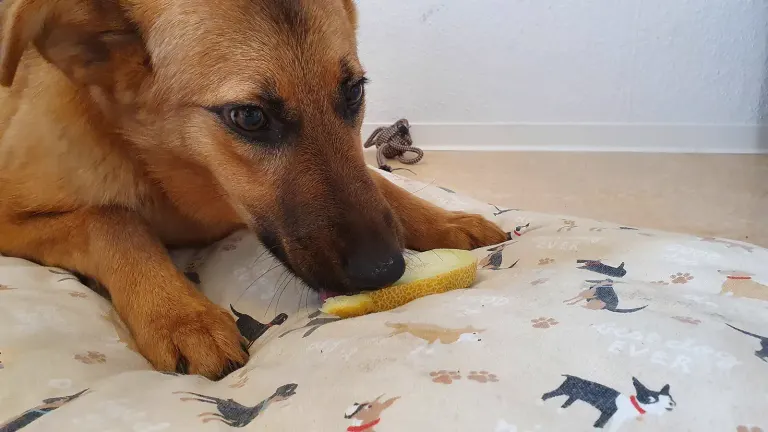 Un chien en train de manger
