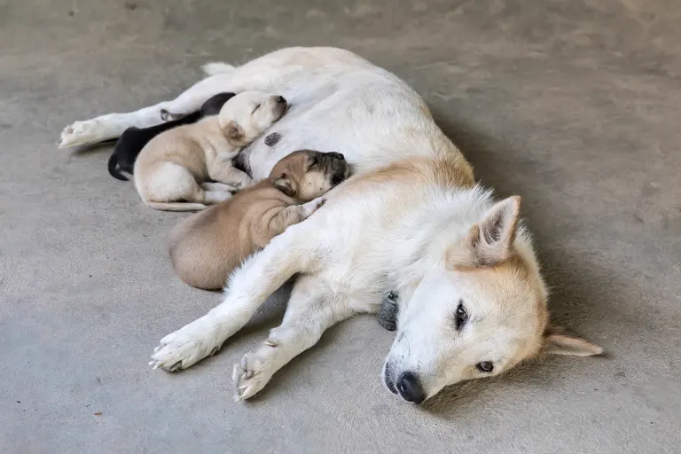 Une chienne entourée de ses chiots