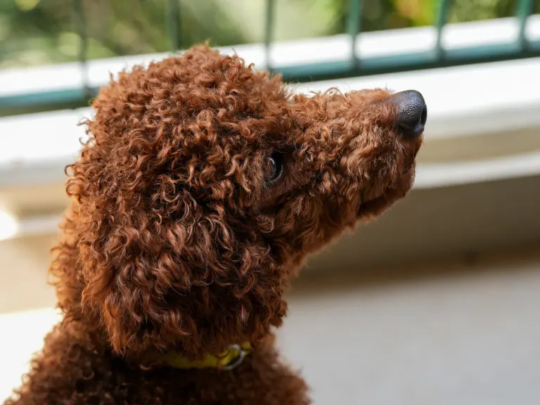 Un caniche nain, la tête de face