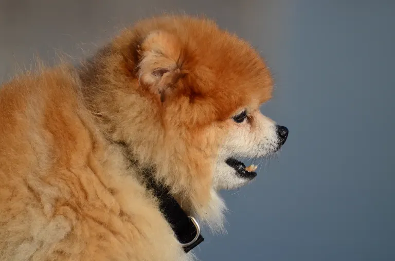 Un spitz de petite taille