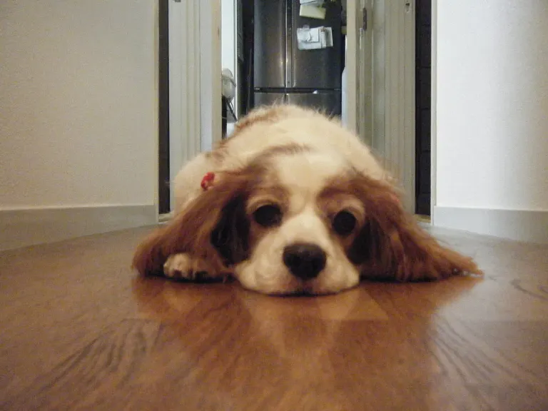 Un cavalier king charles couché sur le parquet
