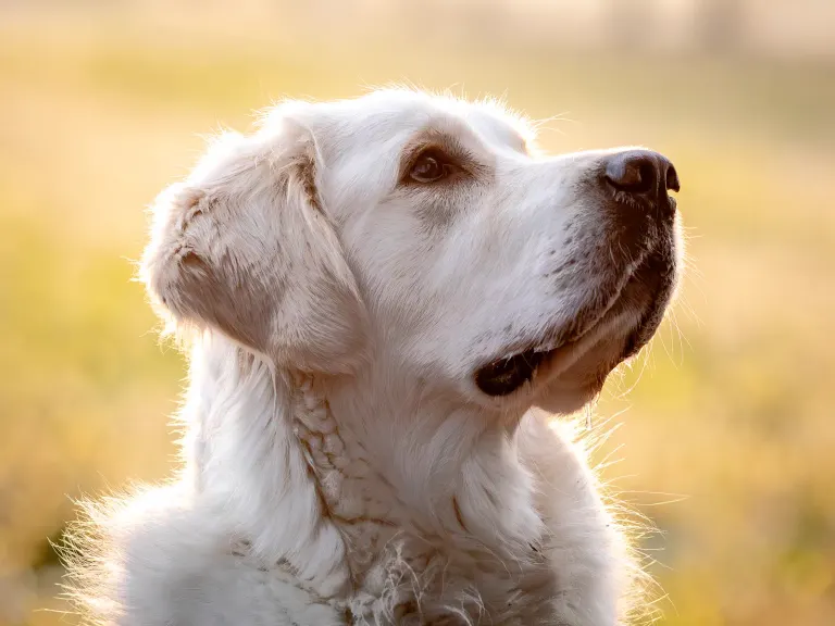 Un golden retriever senior